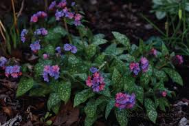 Attēlu rezultāti vaicājumam “Pulmonaria saccharata leaf”