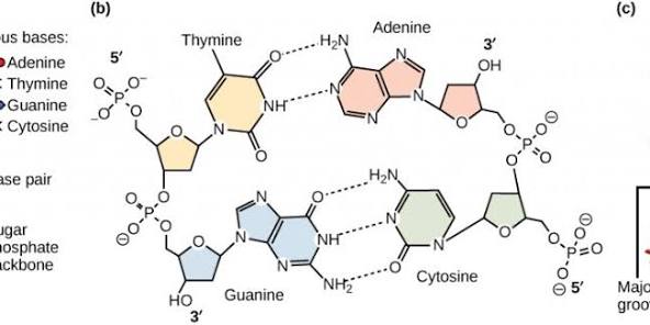 DNA AND RNA STRUCTURE – BIOLOGY BASICS