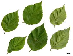 Attēlu rezultāti vaicājumam “Betula humilis leaf”