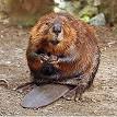 Beaver - Wikipedia, the free encyclopedia