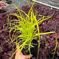 Attēlu rezultāti vaicājumam “Carex elata flower”