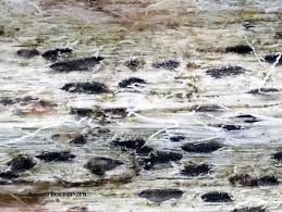 Attēlu rezultāti vaicājumam “Xylographa paralella”