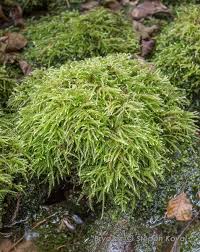 Attēlu rezultāti vaicājumam “Brachythecium rivulare”