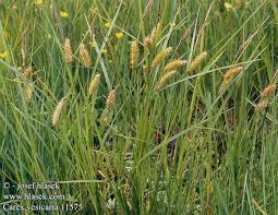 Attēlu rezultāti vaicājumam “Carex vesicaria”