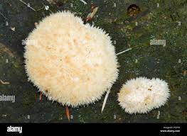 Attēlu rezultāti vaicājumam “Postia sericeomollis”