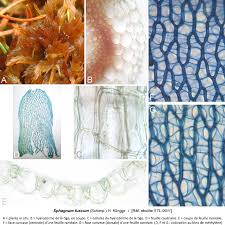 Attēlu rezultāti vaicājumam “Sphagnum fuscum”