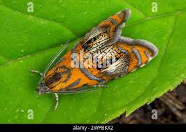 Attēlu rezultāti vaicājumam “Olethreutes arcuella”