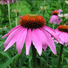 Attēlu rezultāti vaicājumam “Echinacea purpurea”