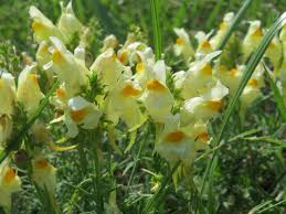 Attēlu rezultāti vaicājumam “Linaria vulgaris fruit”