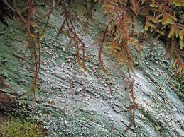 Attēlu rezultāti vaicājumam “Icmadophila ericetorum”