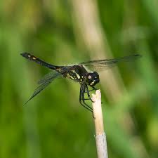 Attēlu rezultāti vaicājumam “Sympetrum danae”