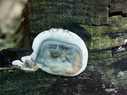 Attēlu rezultāti vaicājumam “Kretzschmaria deusta”