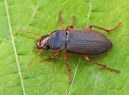 Attēlu rezultāti vaicājumam “Pseudoophonus rufipes”