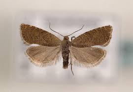 Attēlu rezultāti vaicājumam “Dichrorampha simpliciana”