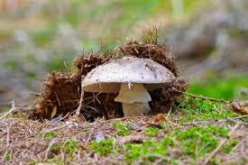 Attēlu rezultāti vaicājumam “Amanita excelsa”