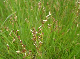 Attēlu rezultāti vaicājumam “Juncus gerardii bud”