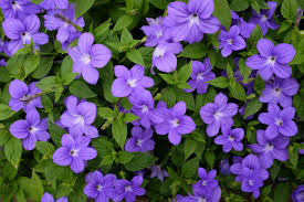 Image result for Browallia speciosa