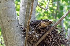 Attēlu rezultāti vaicājumam “Buteo buteo nest”
