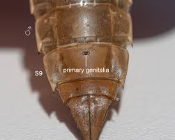 Attēlu rezultāti vaicājumam “Scardia boletella exuvia”