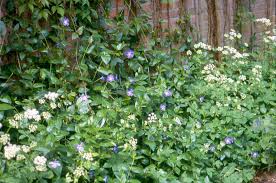 Image result for Priona Tuinen