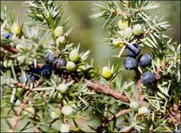 Attēlu rezultāti vaicājumam “Juniperus communis fruit”