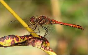 Attēlu rezultāti vaicājumam “Sympetrum vulgatum male”