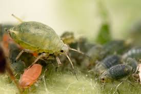 Attēlu rezultāti vaicājumam “Aphis farinosa”