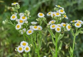 Attēlu rezultāti vaicājumam “Erigeron annuus flower”