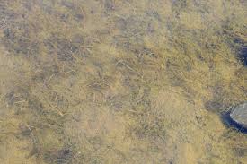 Attēlu rezultāti vaicājumam “Stuckenia filiformis”