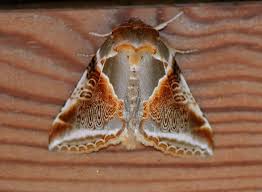 Attēlu rezultāti vaicājumam “Habrosyne pyritoides”