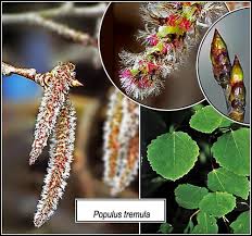 Attēlu rezultāti vaicājumam “Populus tremula”