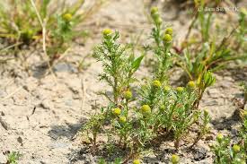 Attēlu rezultāti vaicājumam “Matricaria discoidea”