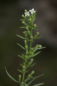 Attēlu rezultāti vaicājumam “Thesium alpinum”