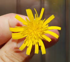 Attēlu rezultāti vaicājumam “Hieracium vulgatum leaf”