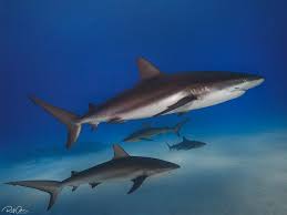 Image result for Carcharhinus perezii