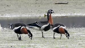 Attēlu rezultāti vaicājumam “Branta ruficollis adult”