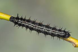 Attēlu rezultāti vaicājumam “Nymphalis xanthomelas upperside”