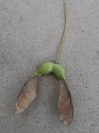 Attēlu rezultāti vaicājumam “Acer saccharinum fruit”