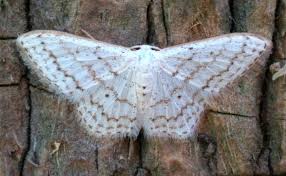 Attēlu rezultāti vaicājumam “Idaea emarginata”