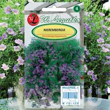 Image result for Nierembergia