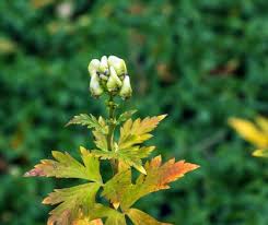 Attēlu rezultāti vaicājumam “Aconitum napellus bud”