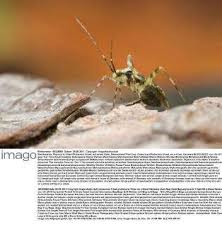 Attēlu rezultāti vaicājumam “Phytocoris tiliae imago”