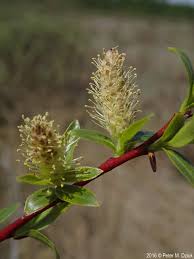 Attēlu rezultāti vaicājumam “Salix x doniana flower”