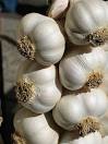 Fitness Diet And Exercise Tips And Information - Garlic The ...