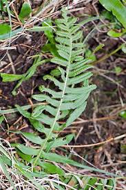 Attēlu rezultāti vaicājumam “Polypodium vulgare”