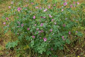 Image result for Malve