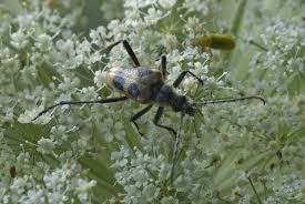 Attēlu rezultāti vaicājumam “Pachyta quadrimaculata”