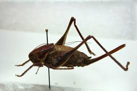 Attēlu rezultāti vaicājumam “Orthoptera”