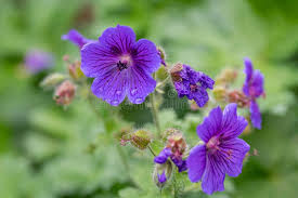 Attēlu rezultāti vaicājumam “Geranium palustre flower”