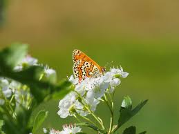 Attēlu rezultāti vaicājumam “Melitaea cinxia upperside”